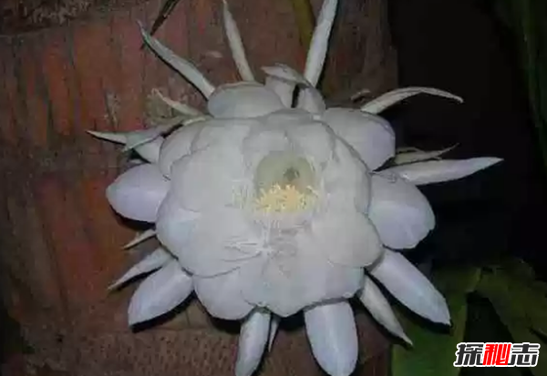 什么花在夜晚開放?十大只在夜間開放的花朵