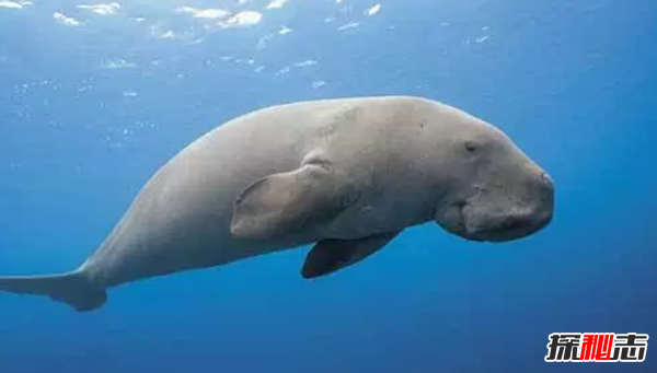 世界上十大壽命最長的動(dòng)物,第四種能居然能活到154歲