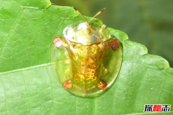 會變色的動物有哪些?世界十大神秘變色動物