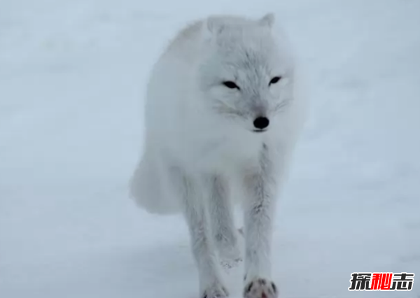 會變色的動物有哪些?世界十大神秘變色動物