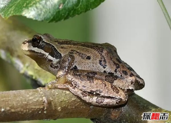 會變色的動物有哪些?世界十大神秘變色動物