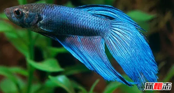 如何養(yǎng)betta魚(yú)?關(guān)于養(yǎng)斗魚(yú)的10個(gè)有趣事實(shí)