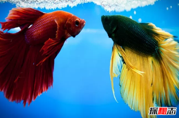 如何養(yǎng)betta魚(yú)?關(guān)于養(yǎng)斗魚(yú)的10個(gè)有趣事實(shí)