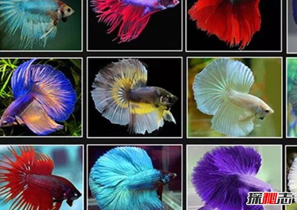 如何養(yǎng)betta魚(yú)?關(guān)于養(yǎng)斗魚(yú)的10個(gè)有趣事實(shí)