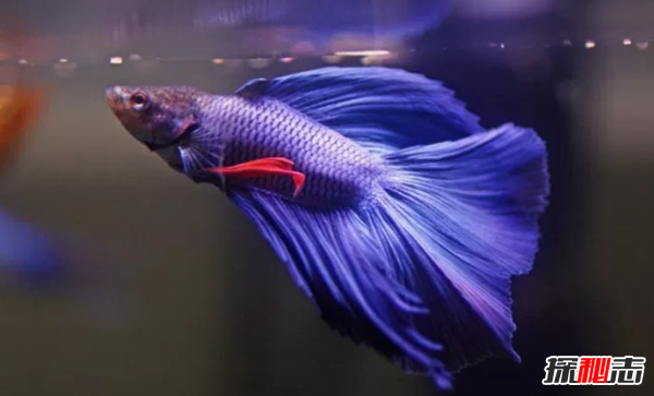 如何養(yǎng)betta魚(yú)?關(guān)于養(yǎng)斗魚(yú)的10個(gè)有趣事實(shí)