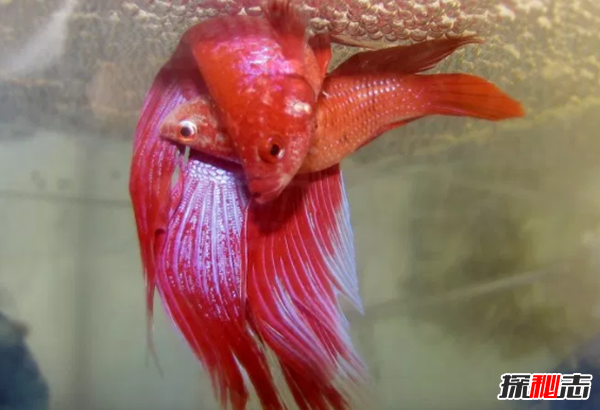 如何養(yǎng)betta魚(yú)?關(guān)于養(yǎng)斗魚(yú)的10個(gè)有趣事實(shí)