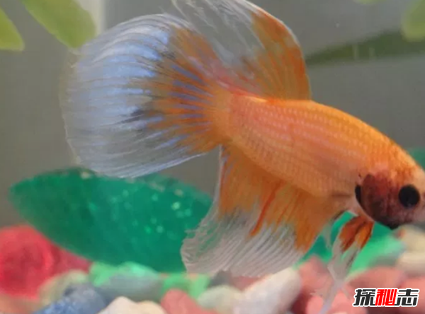 如何養(yǎng)betta魚(yú)?關(guān)于養(yǎng)斗魚(yú)的10個(gè)有趣事實(shí)