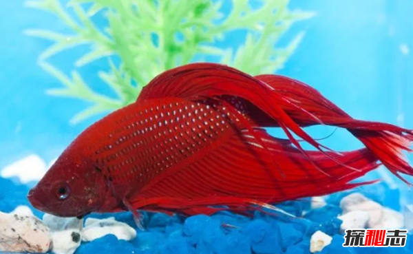 如何養(yǎng)betta魚(yú)?關(guān)于養(yǎng)斗魚(yú)的10個(gè)有趣事實(shí)