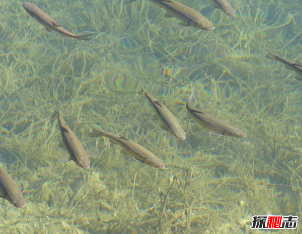 吃魷魚(yú)懷了寶寶?發(fā)生在自己身邊的十大怪事