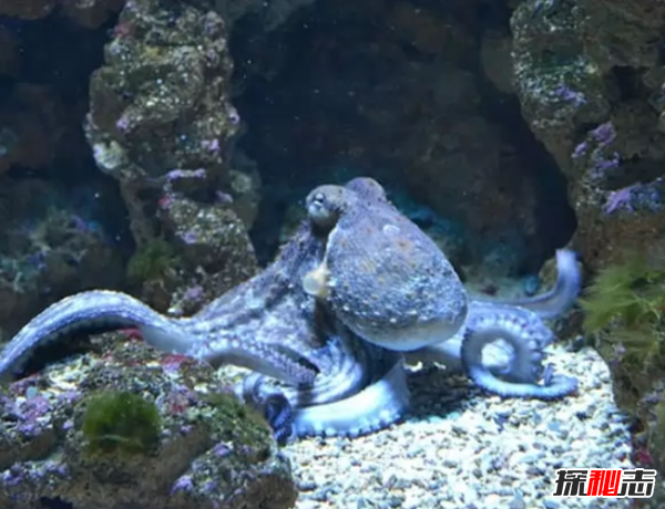 哪個動物喜歡偷東西?動物偷東西的十大趣事