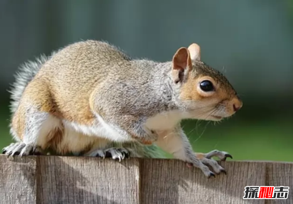 哪個動物喜歡偷東西?動物偷東西的十大趣事
