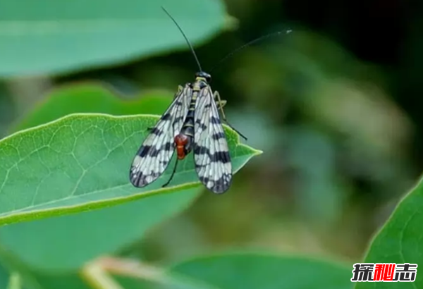 哪個動物喜歡偷東西?動物偷東西的十大趣事
