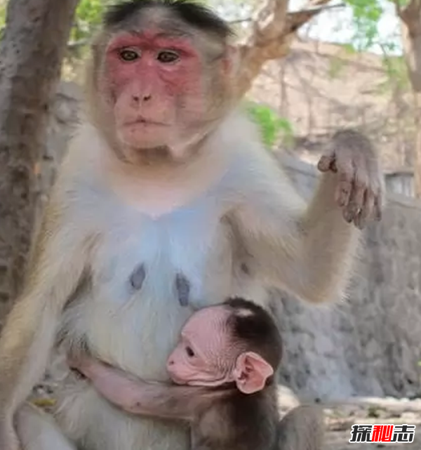 哪個動物喜歡偷東西?動物偷東西的十大趣事