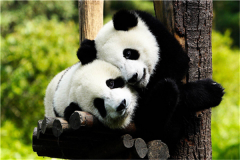 ؈ȾǏ(qing)ʳ(dng)渂(jng)(zhng)ֻܳ
