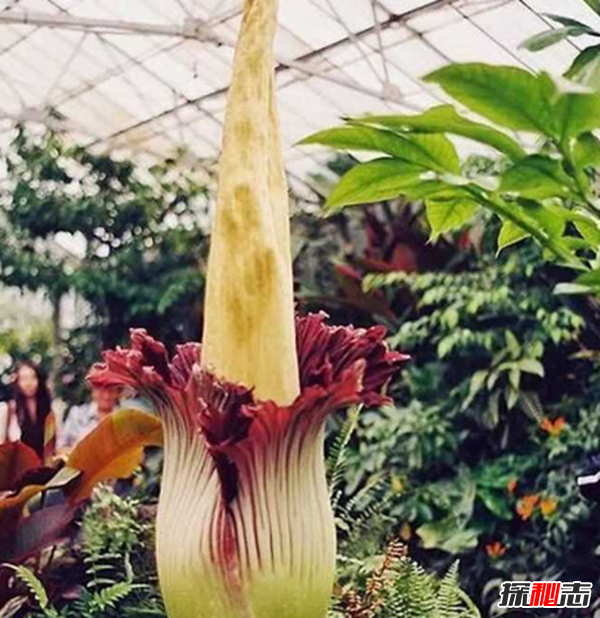 什么花最罕見?盤點(diǎn)世界上十大最罕見之花(附圖片)