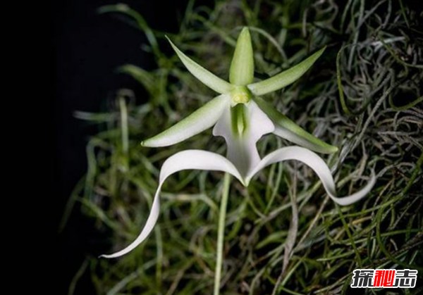 什么花最罕見?盤點(diǎn)世界上十大最罕見之花(附圖片)