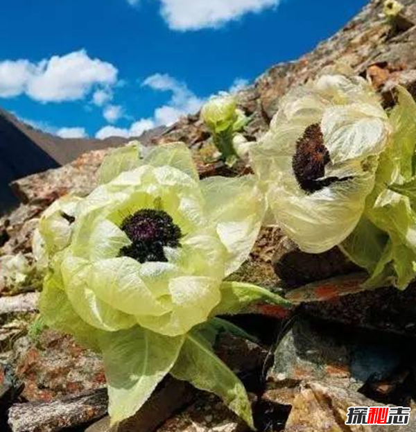 什么花最罕見?盤點(diǎn)世界上十大最罕見之花(附圖片)