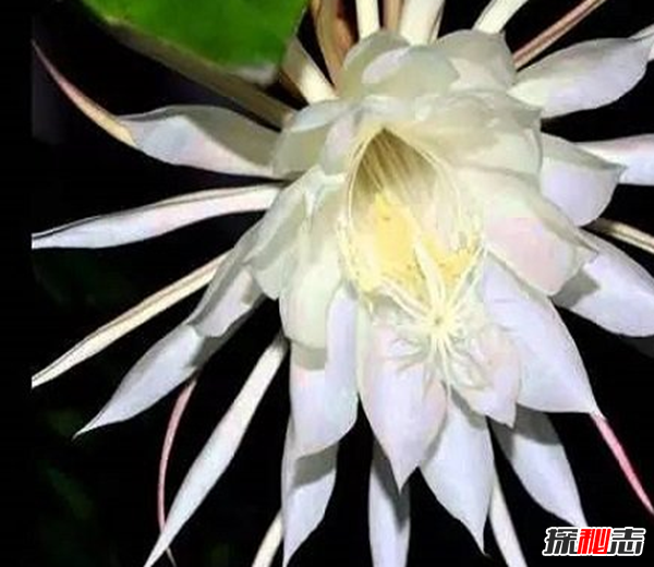 世界上十大最高貴神秘的花,你肯定都沒聽說過(附圖)