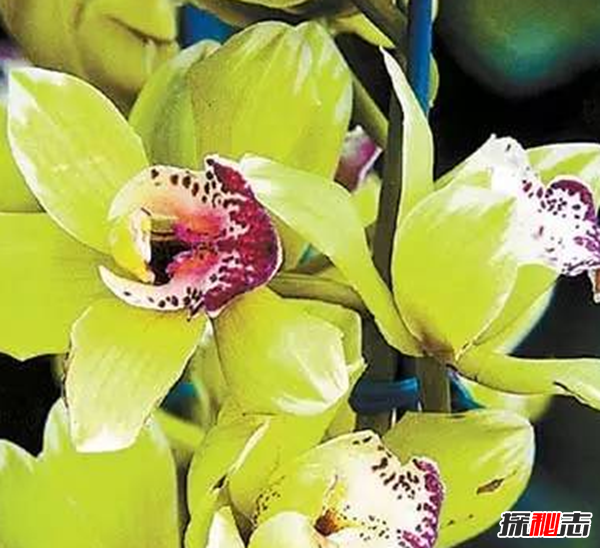 世界上十大最高貴神秘的花,你肯定都沒聽說過(附圖)