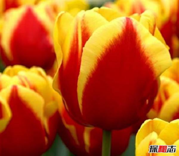 世界上十大最高貴神秘的花,你肯定都沒聽說過(附圖)