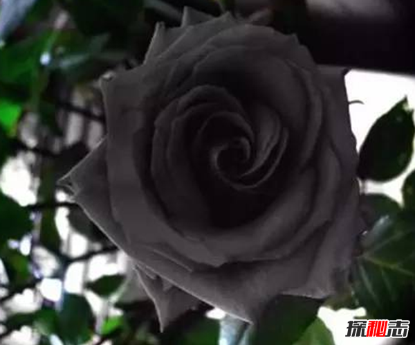 世界上十大最高貴神秘的花,你肯定都沒聽說過(附圖)