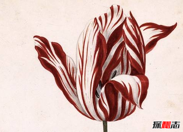 世界上十大最高貴神秘的花,你肯定都沒聽說過(附圖)