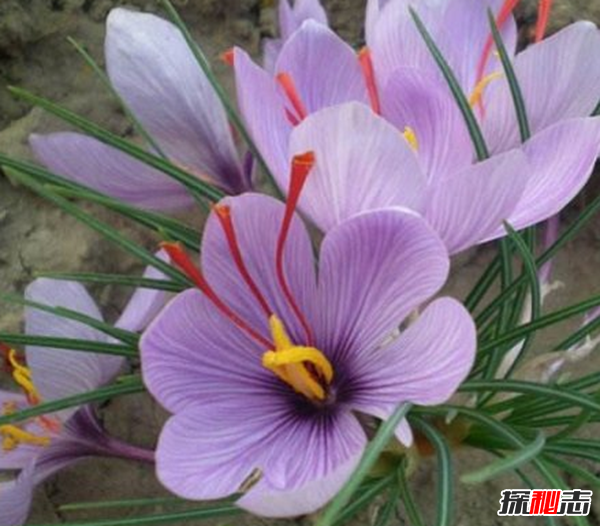 世界上十大最高貴神秘的花,你肯定都沒聽說過(附圖)