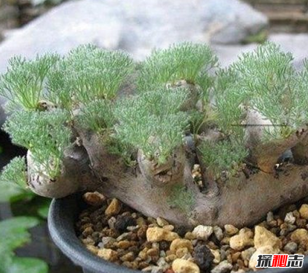 世界上十大最高貴神秘的花,你肯定都沒聽說過(附圖)
