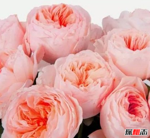 世界上十大最高貴神秘的花,你肯定都沒聽說過(附圖)