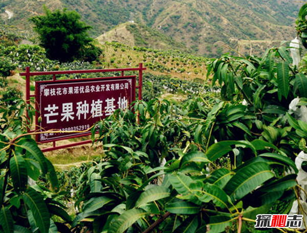 最大的芒果有多大?世界上最大的芒果(附圖片)