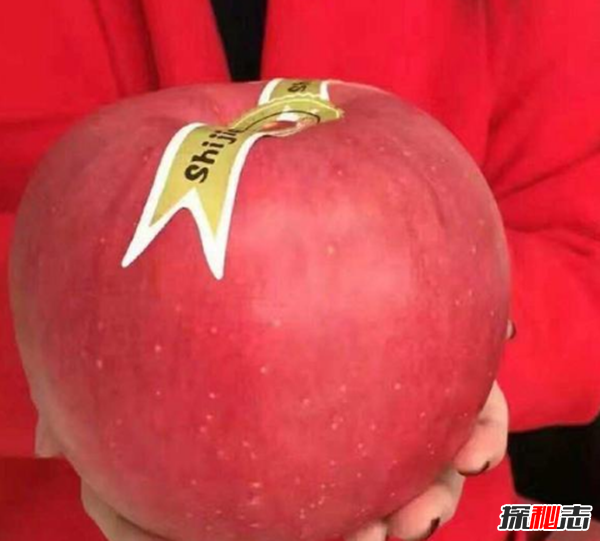 哪幾種水果最貴?盤(pán)點(diǎn)世界上最貴的十大水果