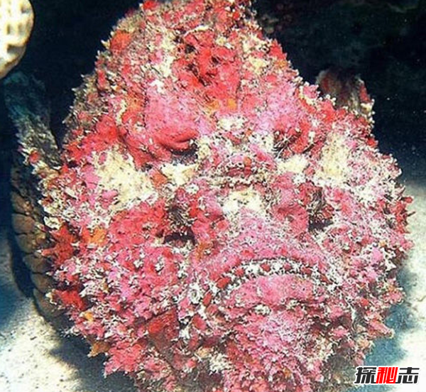 已知最毒海洋生物之一:毒液數(shù)分鐘內(nèi)置人死亡