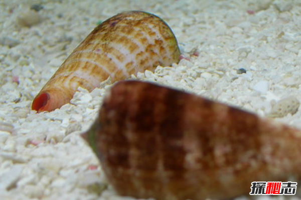 已知最毒海洋生物之一:毒液數(shù)分鐘內(nèi)置人死亡