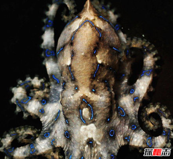 已知最毒海洋生物之一:毒液數(shù)分鐘內(nèi)置人死亡
