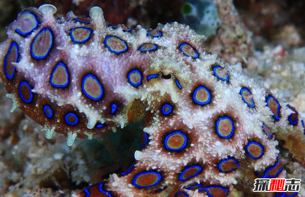 已知最毒海洋生物之一:毒液數(shù)分鐘內(nèi)置人死亡