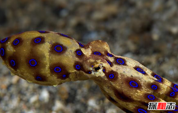 已知最毒海洋生物之一:毒液數(shù)分鐘內(nèi)置人死亡
