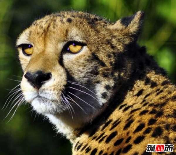 獵豹為什么跑得那么快?關(guān)于獵豹的十大有趣習(xí)性