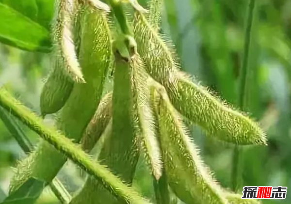 世界大豆產(chǎn)量最多的國(guó)家,美國(guó)年產(chǎn)量1.08億噸居第一