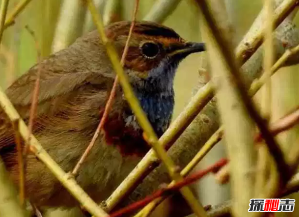 世界十大最美麗的候鳥,蜂鳥是唯一能向后飛行的鳥