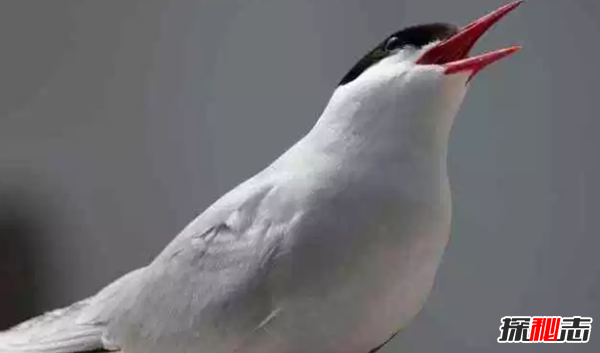 世界十大最美麗的候鳥,蜂鳥是唯一能向后飛行的鳥