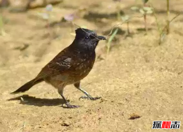 世界十大最美麗的候鳥,蜂鳥是唯一能向后飛行的鳥