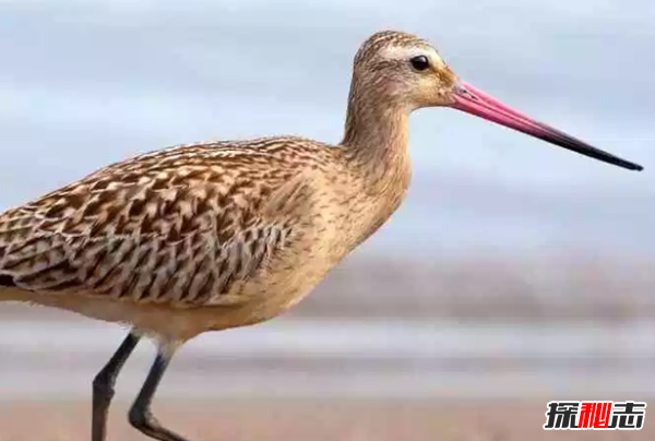世界十大最美麗的候鳥,蜂鳥是唯一能向后飛行的鳥