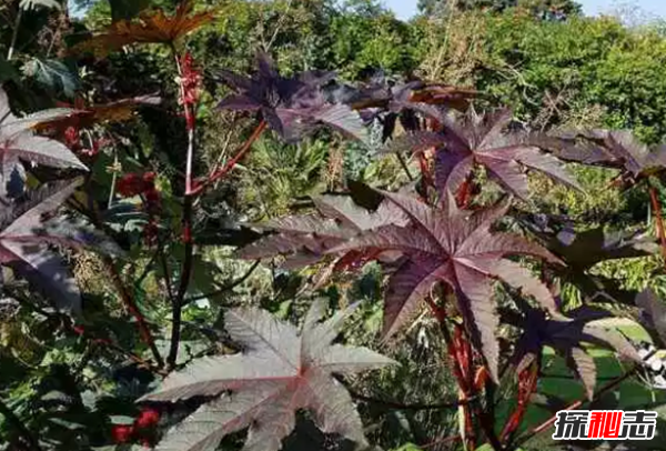 地球十大漂亮致命的植物,煙草被指定為心臟毒藥