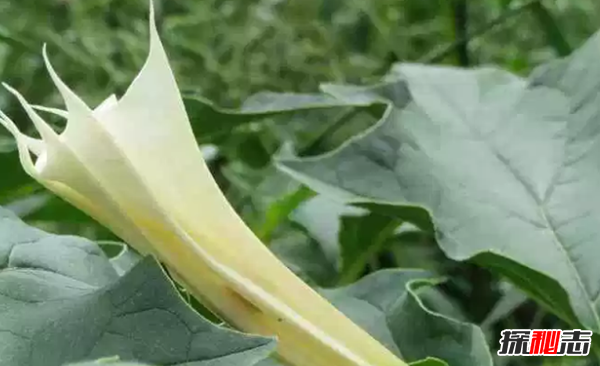 地球十大漂亮致命的植物,煙草被指定為心臟毒藥