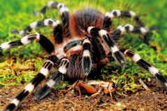 ֩:Bչ37cm(5mmʳ)