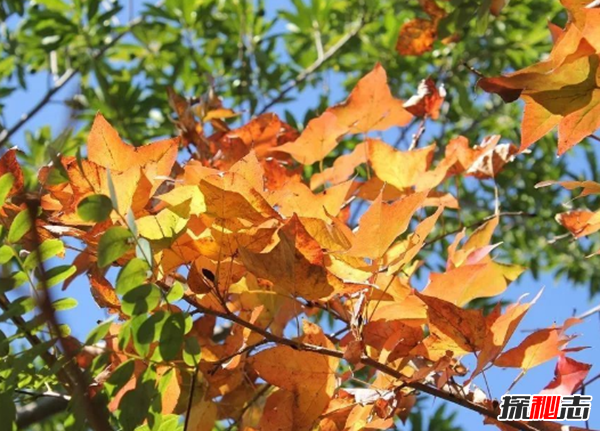 樹葉為什么會(huì)改變顏色?樹葉變色的原因揭秘