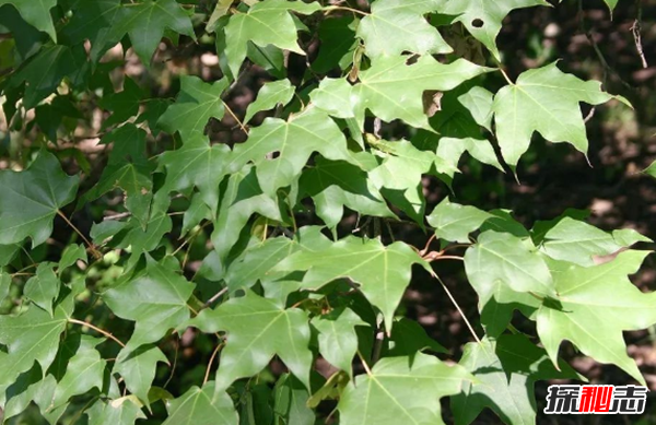 樹葉為什么會(huì)改變顏色?樹葉變色的原因揭秘