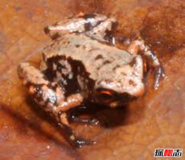 世界上十大最小東西:最小猴子和蠶豆一般大小(可放口袋)