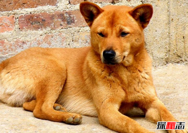 對人類有益處的十大動物 第四能發(fā)現(xiàn)癌癥,第八治療精神疾病