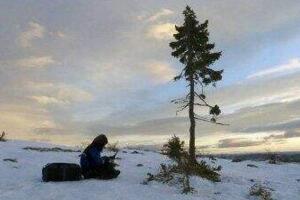 ϵĘŲɼOld Tjikko(9500)